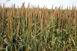 Hybrid Pearl Millet - Tiffleaf III